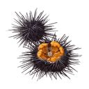 bloodstained sea urchin.
